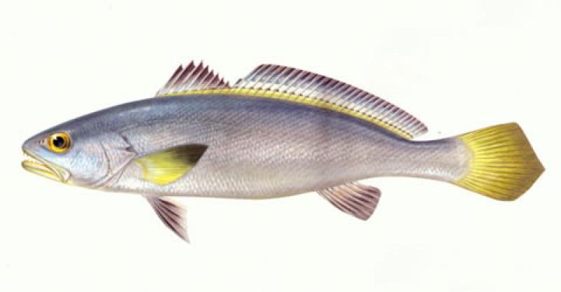 (Miichthys miiuy) 1f.jpg (Miichthys miiuy) 1f.jpg