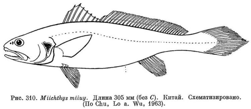 Miichthys_miiuy1.jpg Miichthys_miiuy1.jpg
