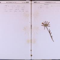 agenda Albert - août 1877 - 01.jpg