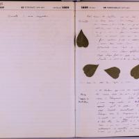 journal Albert juin 1889 13.jpg