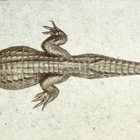 Alligator Sinensis (octobre 1878) 09.jpg