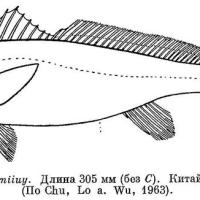 Miichthys_miiuy1.jpg